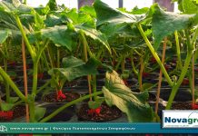 Σπορόφυτα Αγγούρι Μακρύ σε Γλαστράκι Φ9 | 50 Ημερών (06 Φεβ 2019)