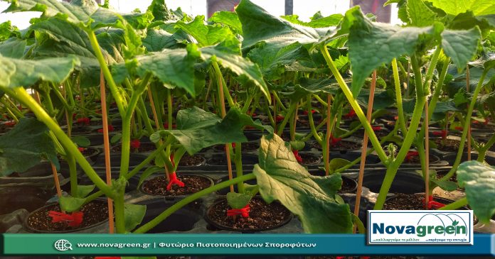 Σπορόφυτα Αγγούρι Μακρύ σε Γλαστράκι Φ9 | 50 Ημερών