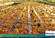 Σπορόφυτα Καρπούζι Οβάλ σε 132 Θέσεων | 7 Ημερών (05 Φεβ 2019)