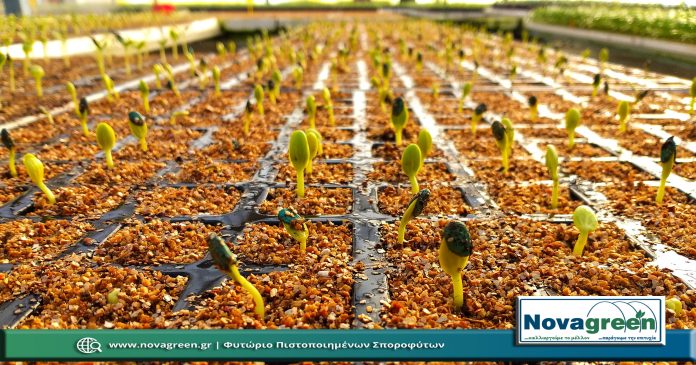 Σπορόφυτα Καρπούζι Οβάλ σε 132 Θέσεων | 7 Ημερών