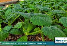 Σπορόφυτα Κολοκύθι σε 56 Θέσεων | 30 Ημερών (07 Φεβ 2019)