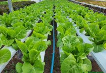 Υδροπονική Καλλιέργεια NFT: Ρηχό Διάλυμα Θρεπτικού Διαλύματος | Agravia