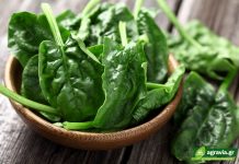 Τροφές με Μαγνήσιο: Οι Πλουσιότερες Τροφές ανά Διατροφική Ομάδα | Agravia